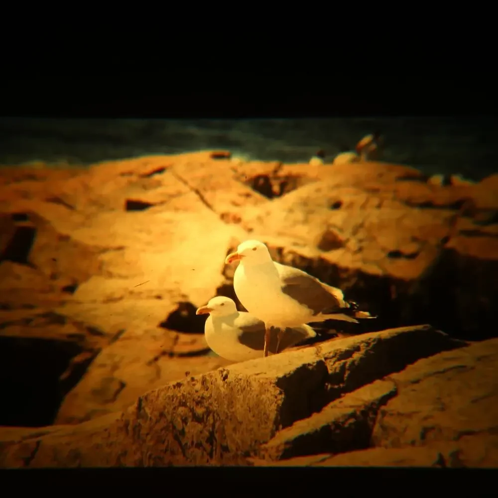 35mm Slides Lot of 7 Vintage 1970s Birds Robin Seagull Nature Film Photography